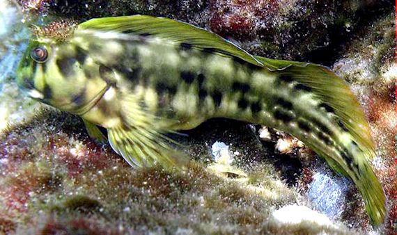 Scartella cristata_0aaa